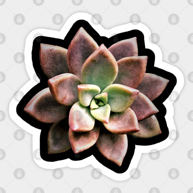 Sedum Bronze Sticker by NerdsbyLeo